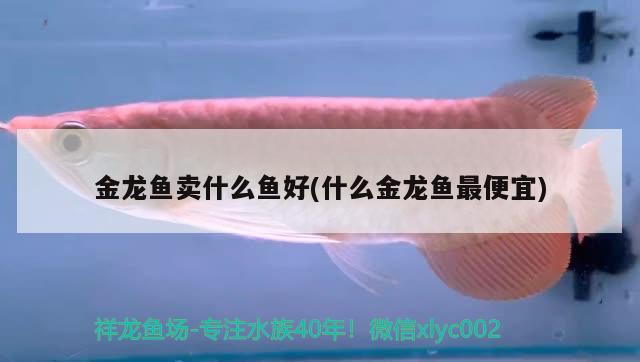 金龍魚賣什么魚好(什么金龍魚最便宜)