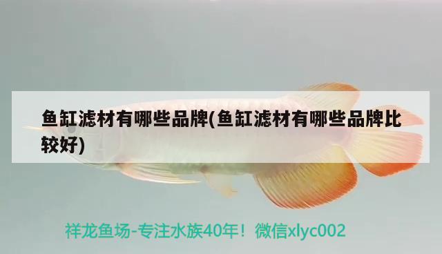 魚缸濾材有哪些品牌(魚缸濾材有哪些品牌比較好) 白子銀龍魚苗