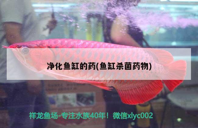 馬來(lái)西亞金龍魚(yú)(新加坡金龍魚(yú)與馬來(lái)西亞金龍魚(yú))