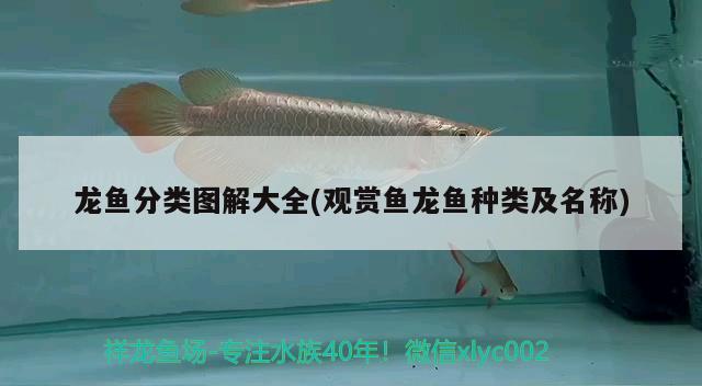 龍魚分類圖解大全(觀賞魚龍魚種類及名稱) 祥龍赫舞紅龍魚