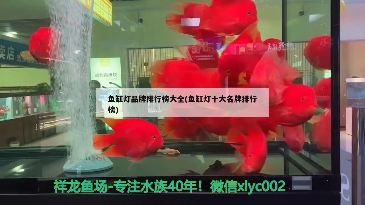 能跟龍魚混養(yǎng)的龜品種：適合與龍魚混養(yǎng)的龜 烏龜 第1張