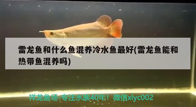 雷龍魚和什么魚混養(yǎng)冷水魚最好(雷龍魚能和熱帶魚混養(yǎng)嗎) 蘇虎