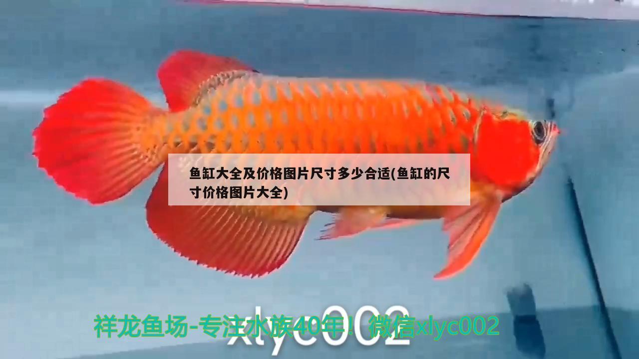 清理魚(yú)缸的英語(yǔ)怎么寫(xiě)(清理魚(yú)缸的英語(yǔ)怎么寫(xiě)的)