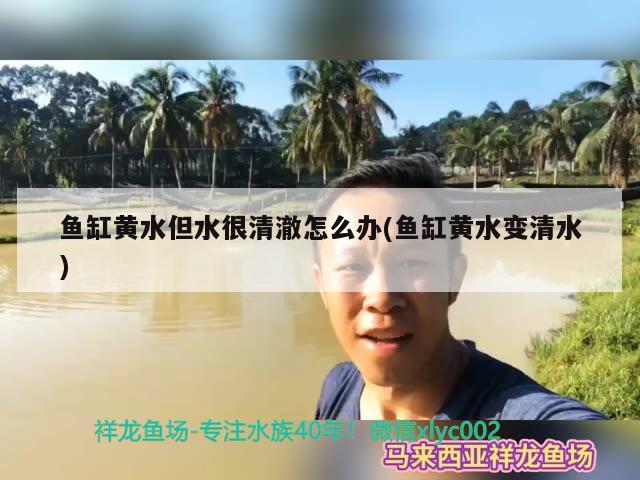 魚缸黃水但水很清澈怎么辦(魚缸黃水變清水)