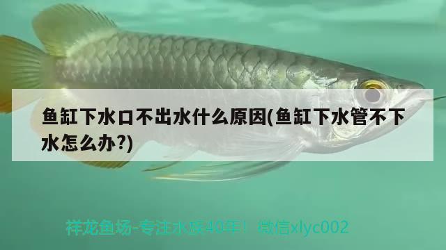 魚缸下水口不出水什么原因(魚缸下水管不下水怎么辦?) 大正錦鯉魚