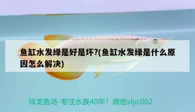 為什么細(xì)菌屋不能直接放在魚缸里，魚缸制作細(xì)菌屋用什么材料最好 養(yǎng)魚的好處 第1張