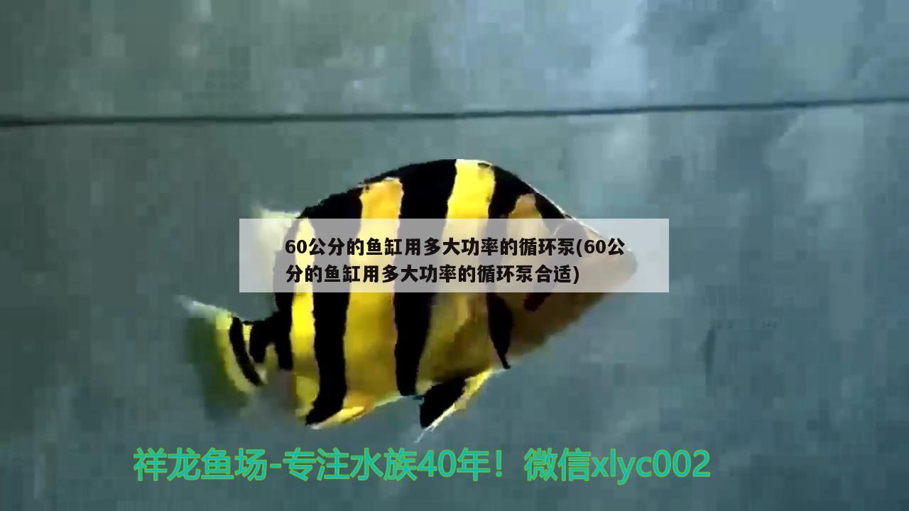 60公分的魚缸用多大功率的循環(huán)泵(60公分的魚缸用多大功率的循環(huán)泵合適) 虎魚魚苗 第1張