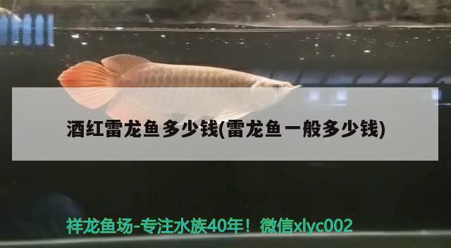 酒紅雷龍魚多少錢(雷龍魚一般多少錢) 黑白雙星魚