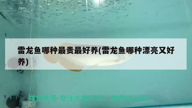 雷龍魚哪種最貴最好養(yǎng)(雷龍魚哪種漂亮又好養(yǎng)) 黃金斑馬魚