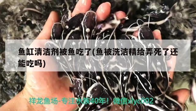 魚缸清潔劑被魚吃了(魚被洗潔精給弄死了還能吃嗎) 錦鯉魚百科