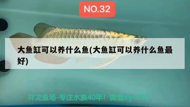 大魚(yú)缸可以養(yǎng)什么魚(yú)(大魚(yú)缸可以養(yǎng)什么魚(yú)最好)