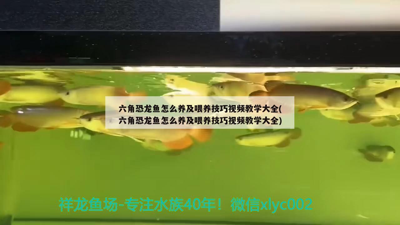 六角恐龍魚(yú)怎么養(yǎng)及喂養(yǎng)技巧視頻教學(xué)大全(六角恐龍魚(yú)怎么養(yǎng)及喂養(yǎng)技巧視頻教學(xué)大全)