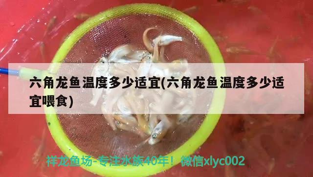 六角龍魚溫度多少適宜(六角龍魚溫度多少適宜喂食)