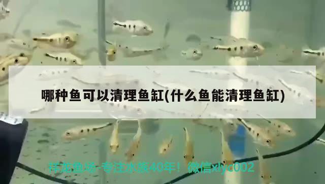 哪種魚可以清理魚缸(什么魚能清理魚缸)