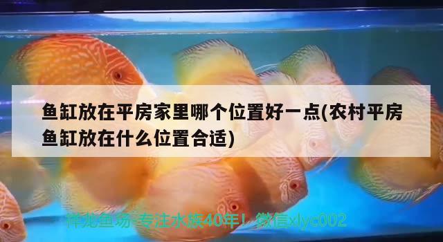 魚缸放在平房家里哪個位置好一點(農(nóng)村平房魚缸放在什么位置合適)