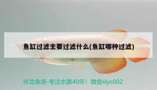 魚缸過濾主要過濾什么(魚缸哪種過濾)