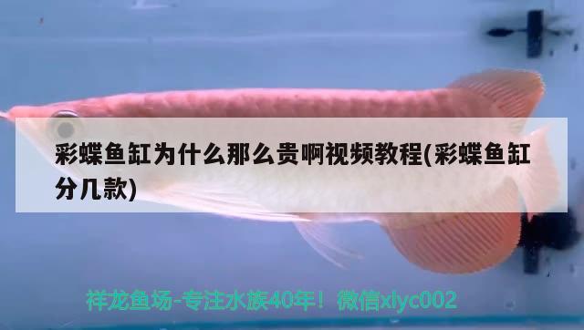 彩蝶魚缸為什么那么貴啊視頻教程(彩蝶魚缸分幾款) 藍(lán)底過(guò)背金龍魚