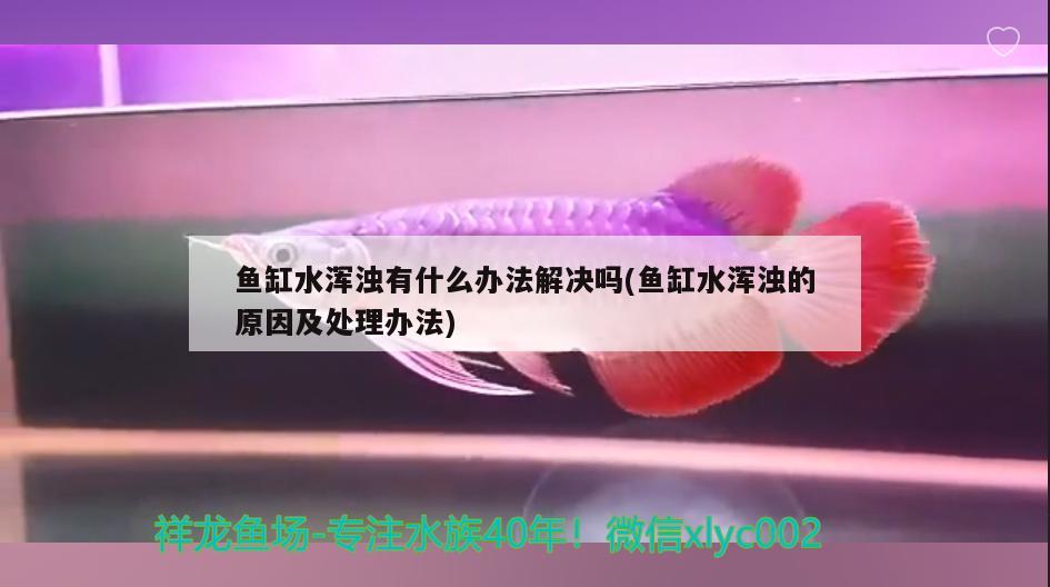 魚缸水渾濁有什么辦法解決嗎(魚缸水渾濁的原因及處理辦法) 觀賞魚水族批發(fā)市場