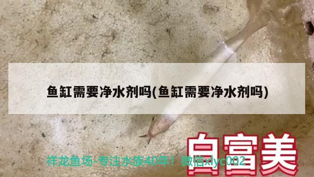 魚缸需要凈水劑嗎(魚缸需要凈水劑嗎) 翡翠鳳凰魚