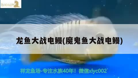 觀賞魚魚缸批發(fā)（觀賞魚魚缸批發(fā)觀賞魚魚缸供應(yīng)）