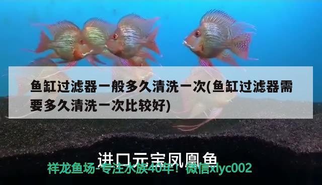 魚(yú)缸過(guò)濾器一般多久清洗一次(魚(yú)缸過(guò)濾器需要多久清洗一次比較好) 斯維尼關(guān)刀魚(yú)