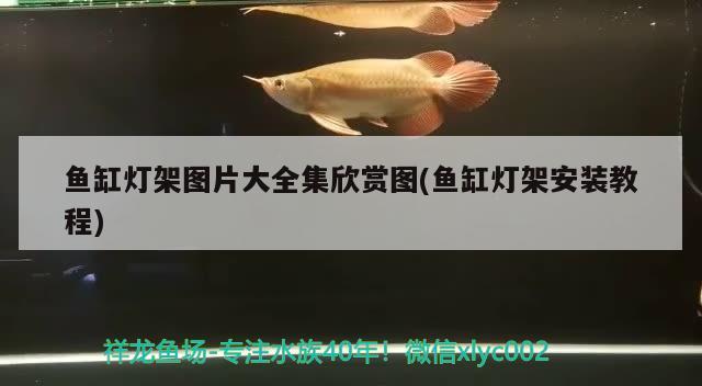 魚缸燈架圖片大全集欣賞圖(魚缸燈架安裝教程) 魚缸/水族箱