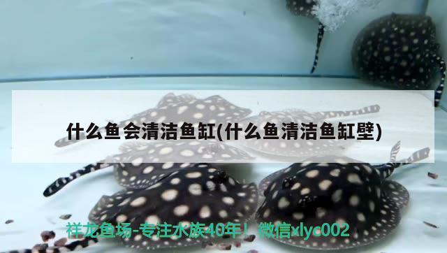 什么魚會清潔魚缸(什么魚清潔魚缸壁) 藍底過背金龍魚