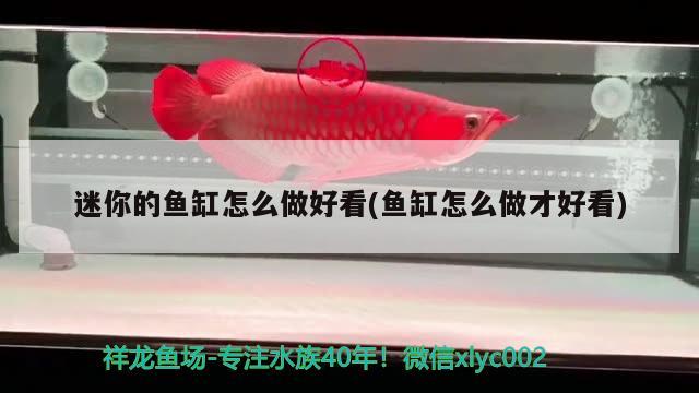 迷你的魚缸怎么做好看(魚缸怎么做才好看) 鸚鵡魚