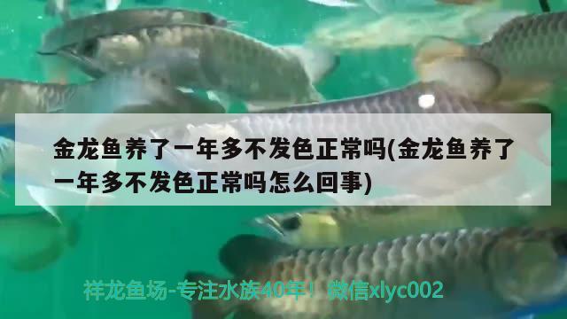 金龍魚養(yǎng)了一年多不發(fā)色正常嗎(金龍魚養(yǎng)了一年多不發(fā)色正常嗎怎么回事) 白子銀龍魚苗