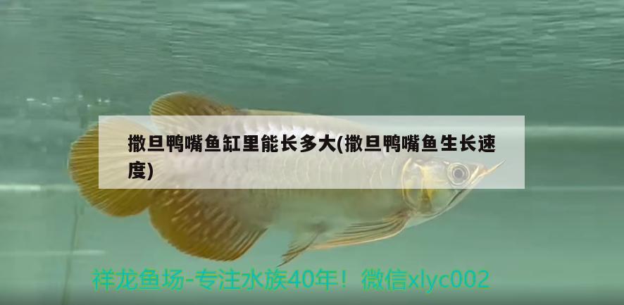 撒旦鴨嘴魚缸里能長(zhǎng)多大(撒旦鴨嘴魚生長(zhǎng)速度) 撒旦鴨嘴魚