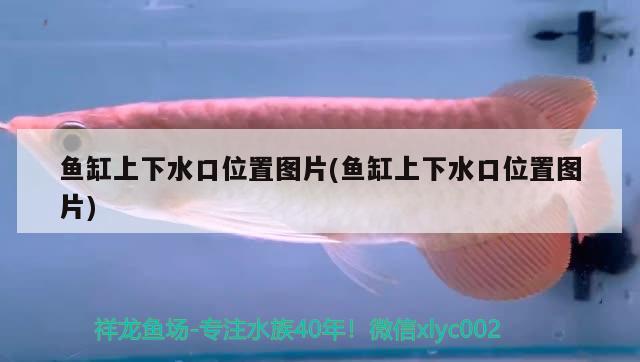 長(zhǎng)沙觀賞魚水族館哪家好一點(diǎn)（長(zhǎng)沙 觀賞魚）