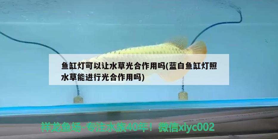 魚缸燈可以讓水草光合作用嗎(藍白魚缸燈照水草能進行光合作用嗎) 水草