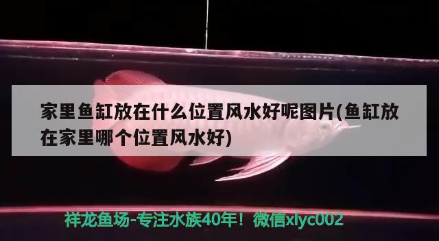 家里魚缸放在什么位置風(fēng)水好呢圖片(魚缸放在家里哪個位置風(fēng)水好) 魚缸風(fēng)水