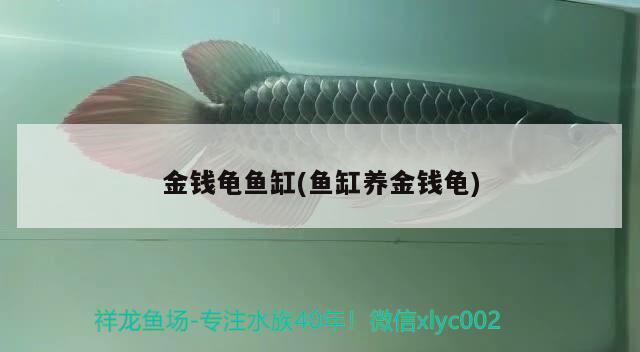 金錢龜魚缸(魚缸養(yǎng)金錢龜) 烏龜