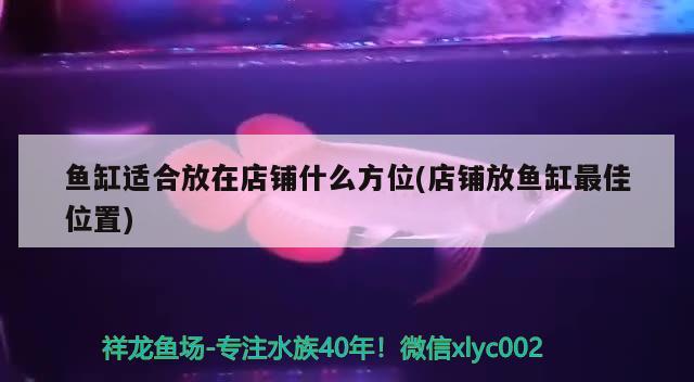 魚缸適合放在店鋪什么方位(店鋪放魚缸最佳位置)