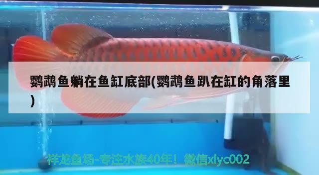 鸚鵡魚躺在魚缸底部(鸚鵡魚趴在缸的角落里)