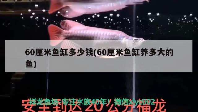 60厘米魚缸多少錢(60厘米魚缸養(yǎng)多大的魚)