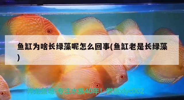 魚缸為啥長綠藻呢怎么回事(魚缸老是長綠藻)