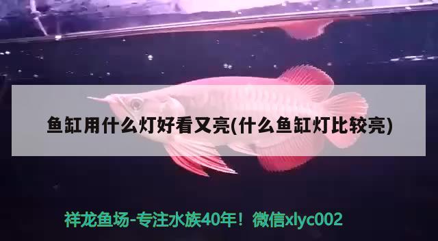 魚(yú)缸用什么燈好看又亮(什么魚(yú)缸燈比較亮) 觀賞魚(yú)市場(chǎng) 第3張