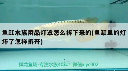 魚缸水族用品燈罩怎么拆下來的(魚缸里的燈壞了怎樣拆開) 水族用品