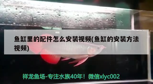 魚缸里的配件怎么安裝視頻(魚缸的安裝方法視頻)