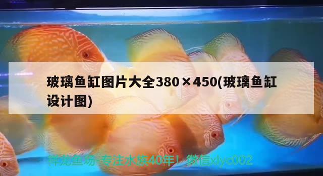 玻璃魚缸圖片大全380×450(玻璃魚缸設計圖) 祥龍傳奇品牌魚缸