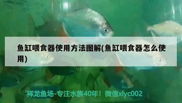 魚缸喂食器使用方法圖解(魚缸喂食器怎么使用) 喂食器