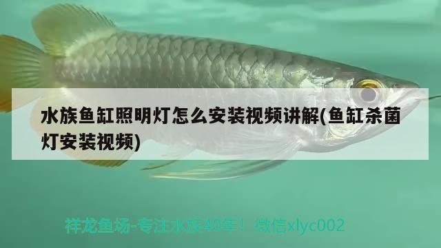 水族魚缸照明燈怎么安裝視頻講解(魚缸殺菌燈安裝視頻)