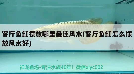 客廳魚(yú)缸擺放哪里最佳風(fēng)水(客廳魚(yú)缸怎么擺放風(fēng)水好) 魚(yú)缸風(fēng)水