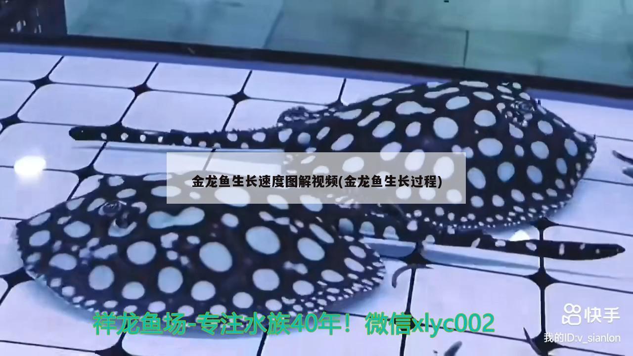 金龍魚生長速度圖解視頻(金龍魚生長過程)