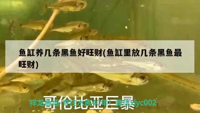 魚缸養(yǎng)幾條黑魚好旺財(魚缸里放幾條黑魚最旺財) 孵化器