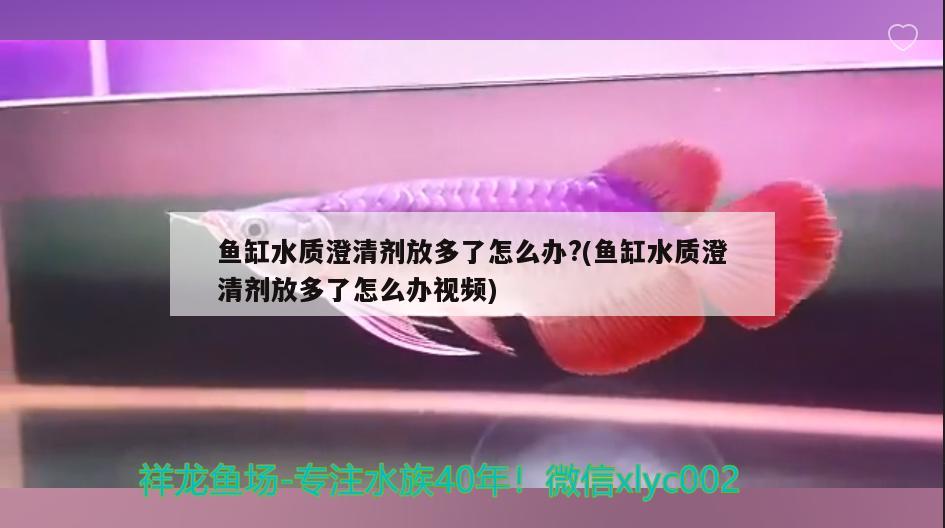 魚缸水質澄清劑放多了怎么辦?(魚缸水質澄清劑放多了怎么辦視頻) 大白鯊魚