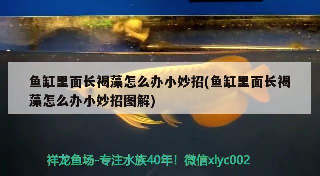 梧州龍魚漆業(yè)有限公司新聞報道（龍魚漆業(yè)公司的產(chǎn)品怎么樣） 成吉思汗鯊（球鯊）魚 第1張