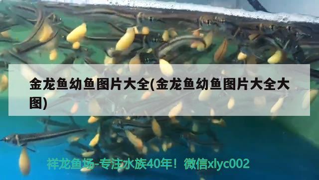 金龍魚幼魚圖片大全(金龍魚幼魚圖片大全大圖) 星點(diǎn)金龍魚